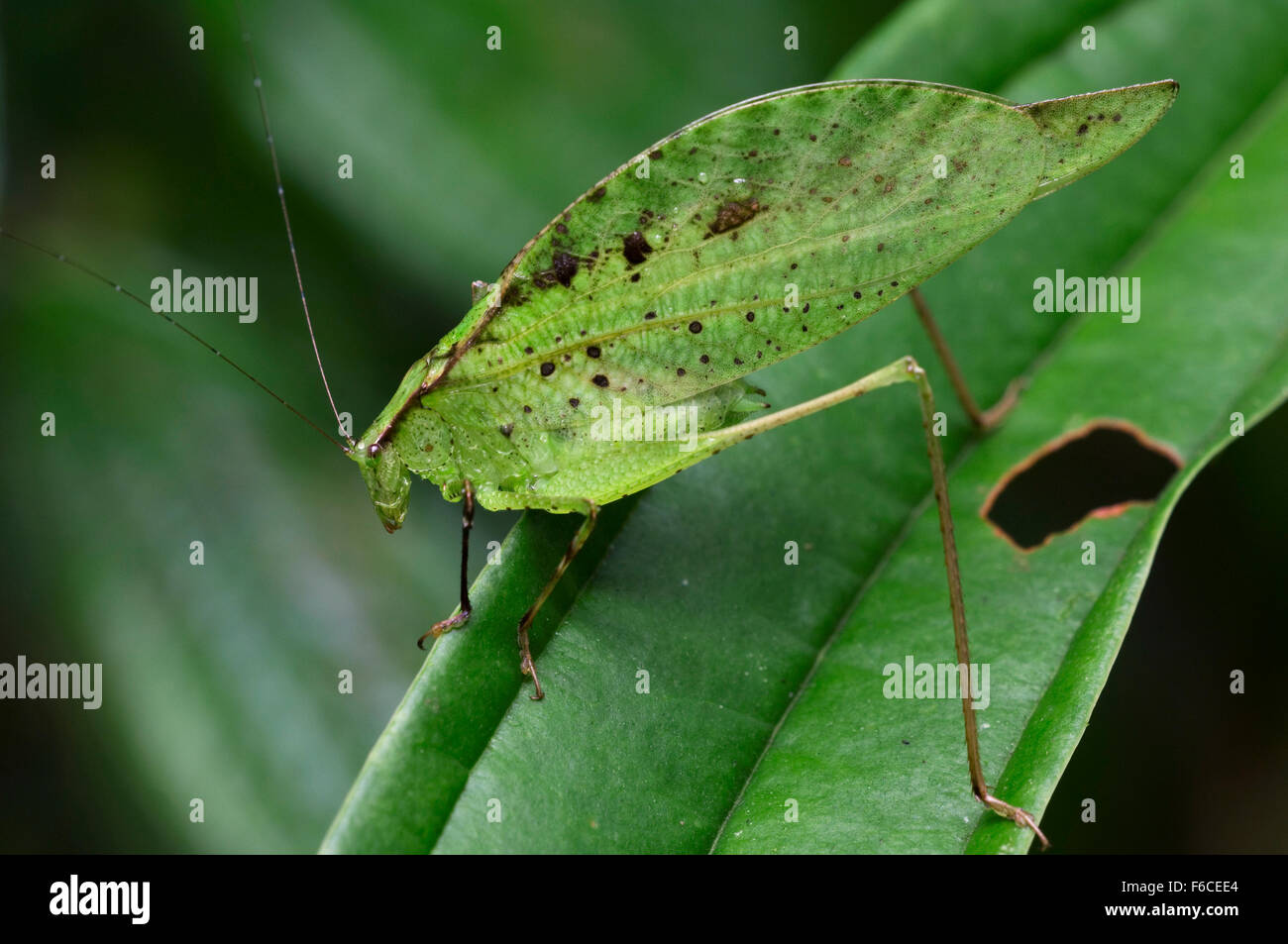 Leaf-mimic katydid (Orophus tesselatus) on leaf, Costa Rica Stock Photo