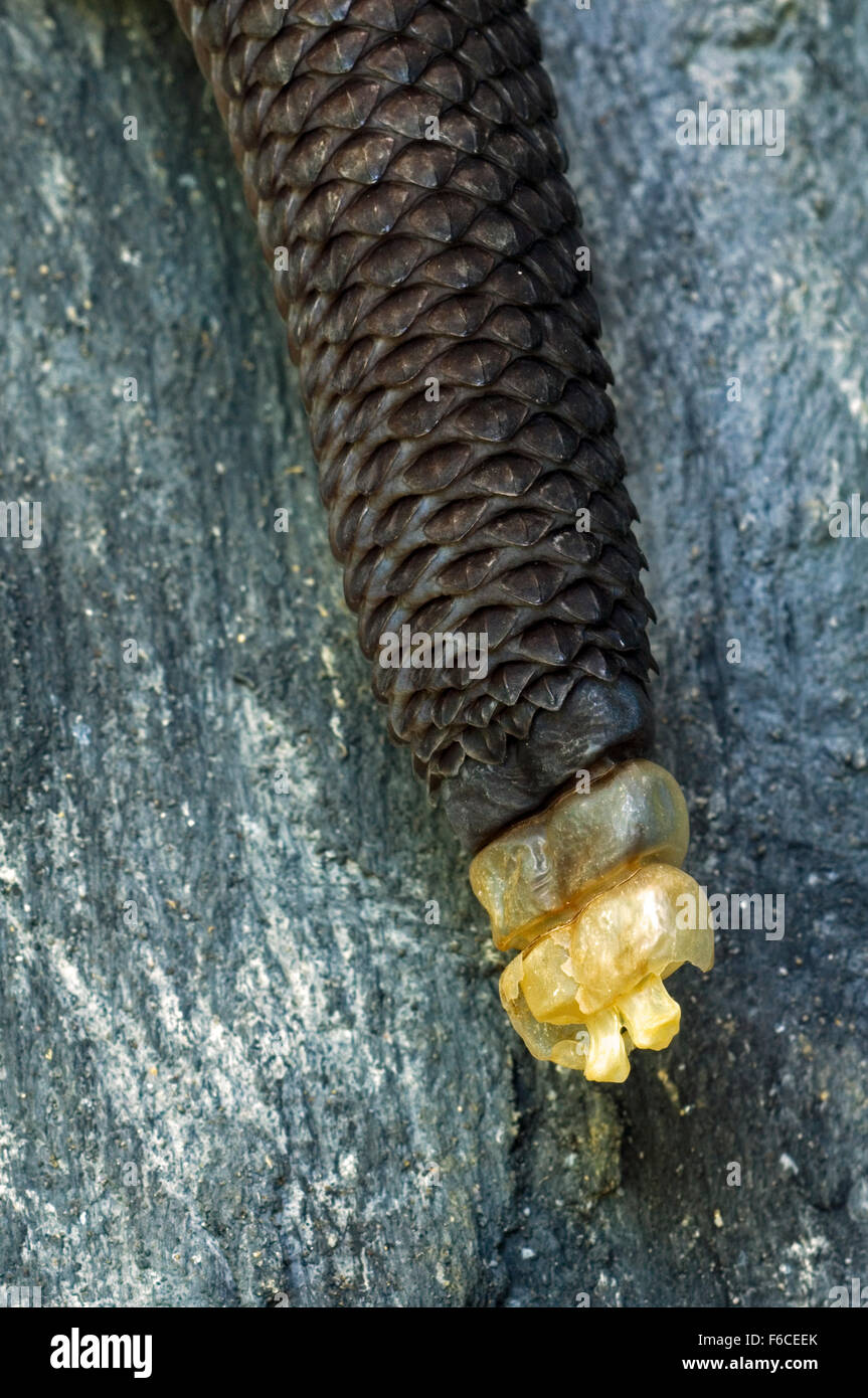 Central American rattlesnake / Costa Rican rattlesnake (Crotalus simus) close up of tail end rattle made of keratin, Costa Rica Stock Photo