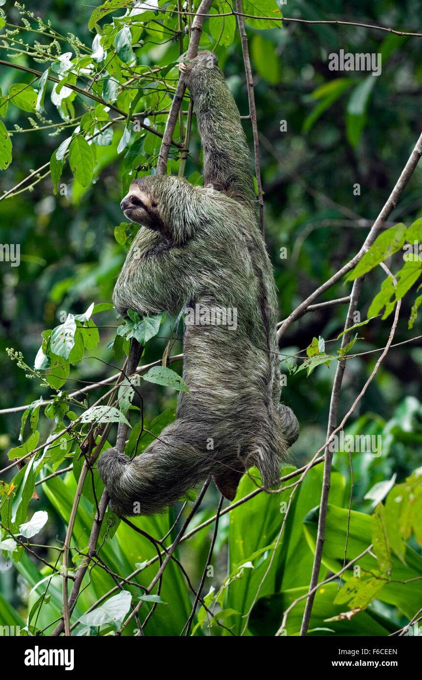 Brown-throated sloth / three-toed sloth (Bradypus variegatus) climbing in tree, Central America Stock Photo