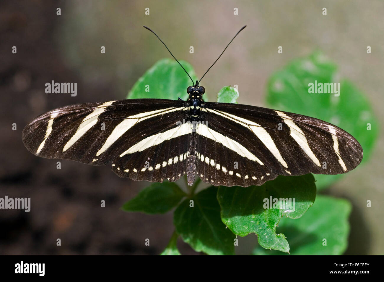 Zebra longwing / zebra heliconian / zebra butterfly (Heliconius charithonia / Heliconius charitonius) on leaf, Costa Rica Stock Photo