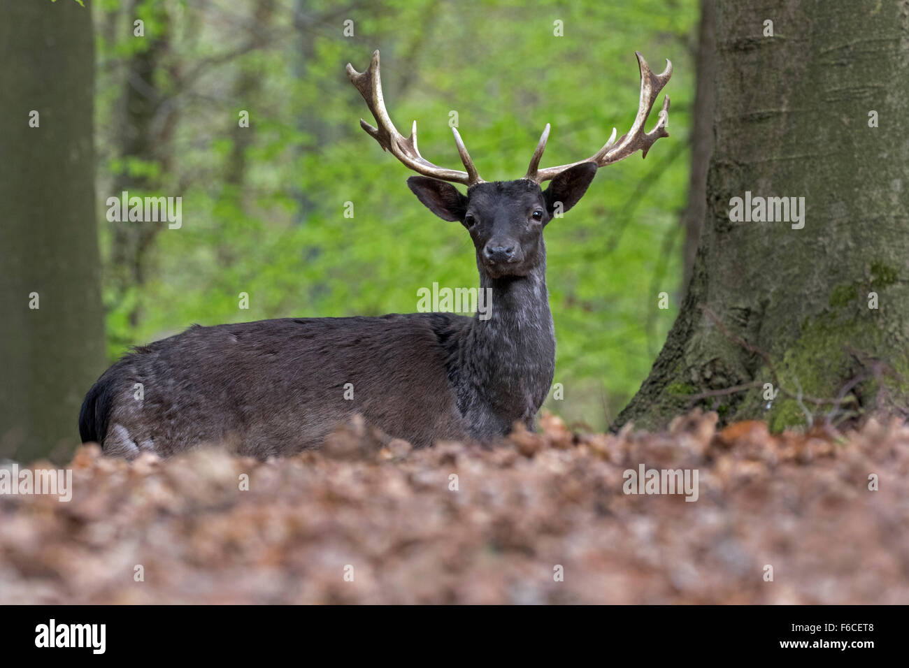 Fallow deer, black colour variant, Schleswig Holstein, Germany Stock Photo