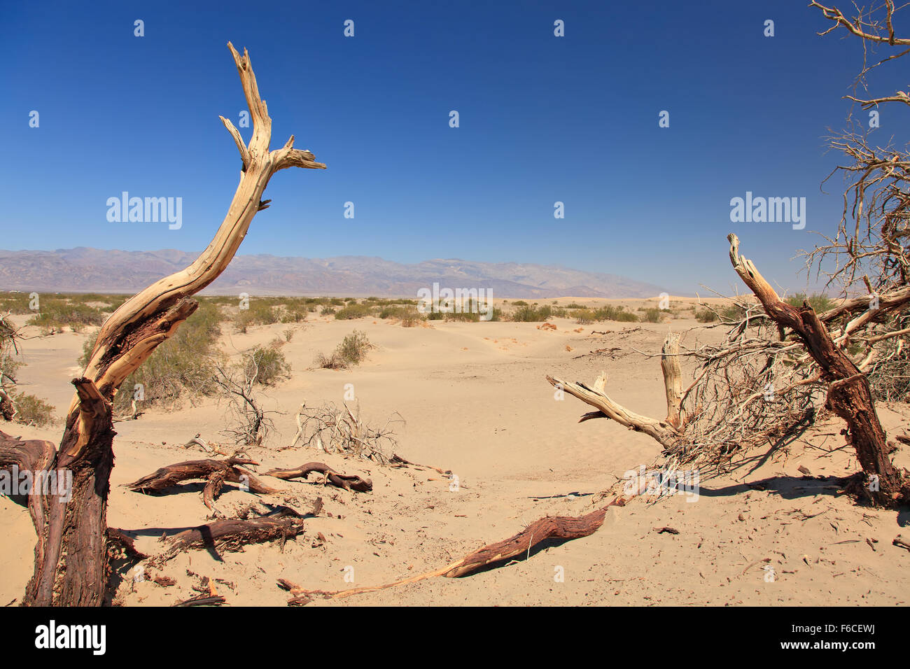 Dryed Tree Dead valley in California. Dried trees in the desert Stock Photo - Alamy