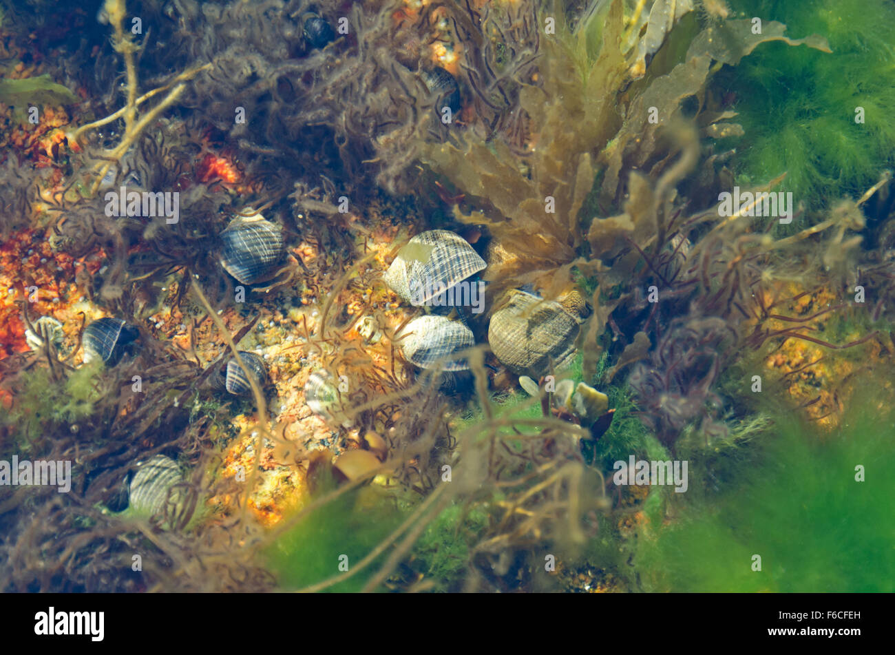 Common Periwinkle in a tide pool with Dumontia contorta and Acrosiphonia arcta, Otter Cove, Maine. Stock Photo