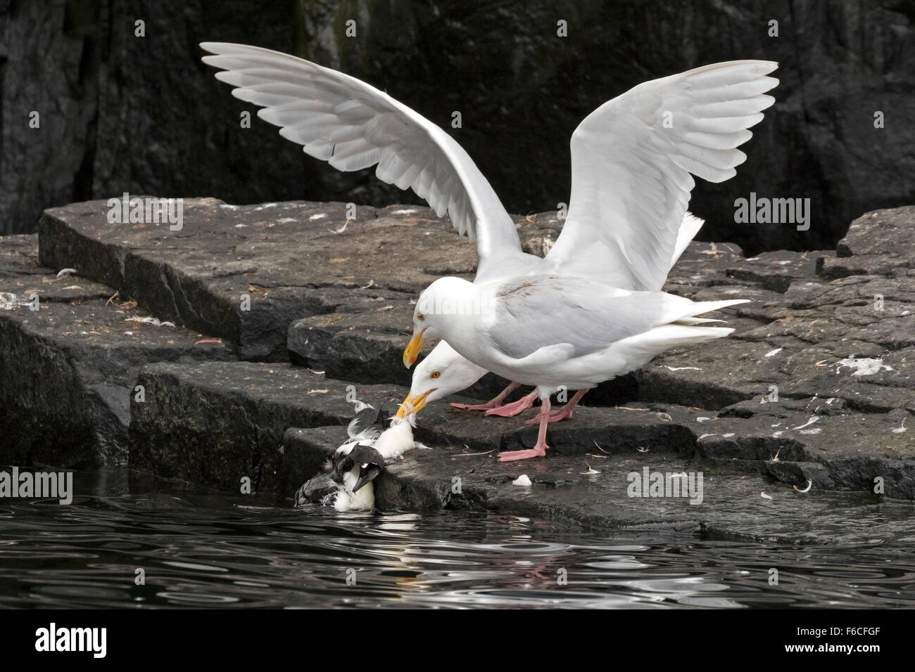 Glaucous Gull feeding on a Brunnich's Guillemot, Alkefjellet, Svalbard Archipelago, Arctic Norway,  Larus hyperboreus Stock Photo
