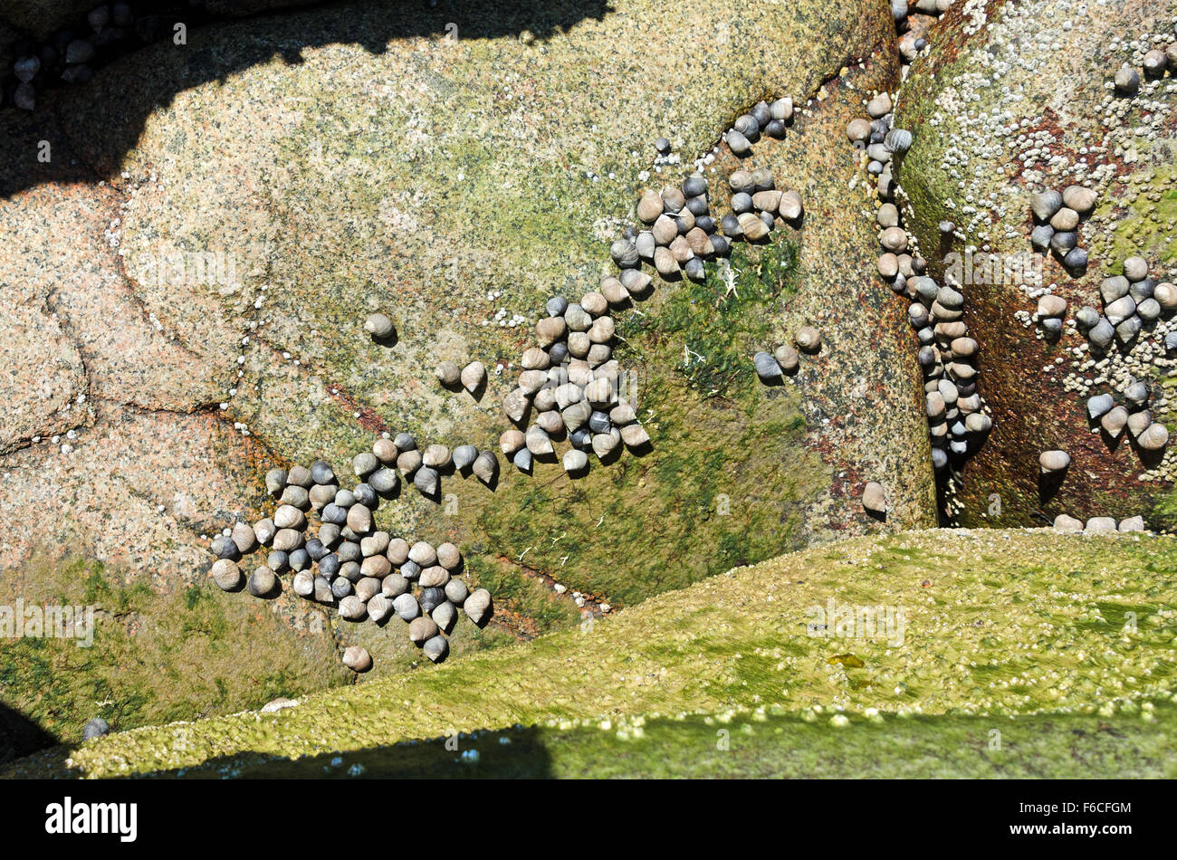 Periwinkle snails (Littorina littorea) feeding on marine algae (prob. Ulothrix laetevirens), Acadia National Park, Maine Stock Photo