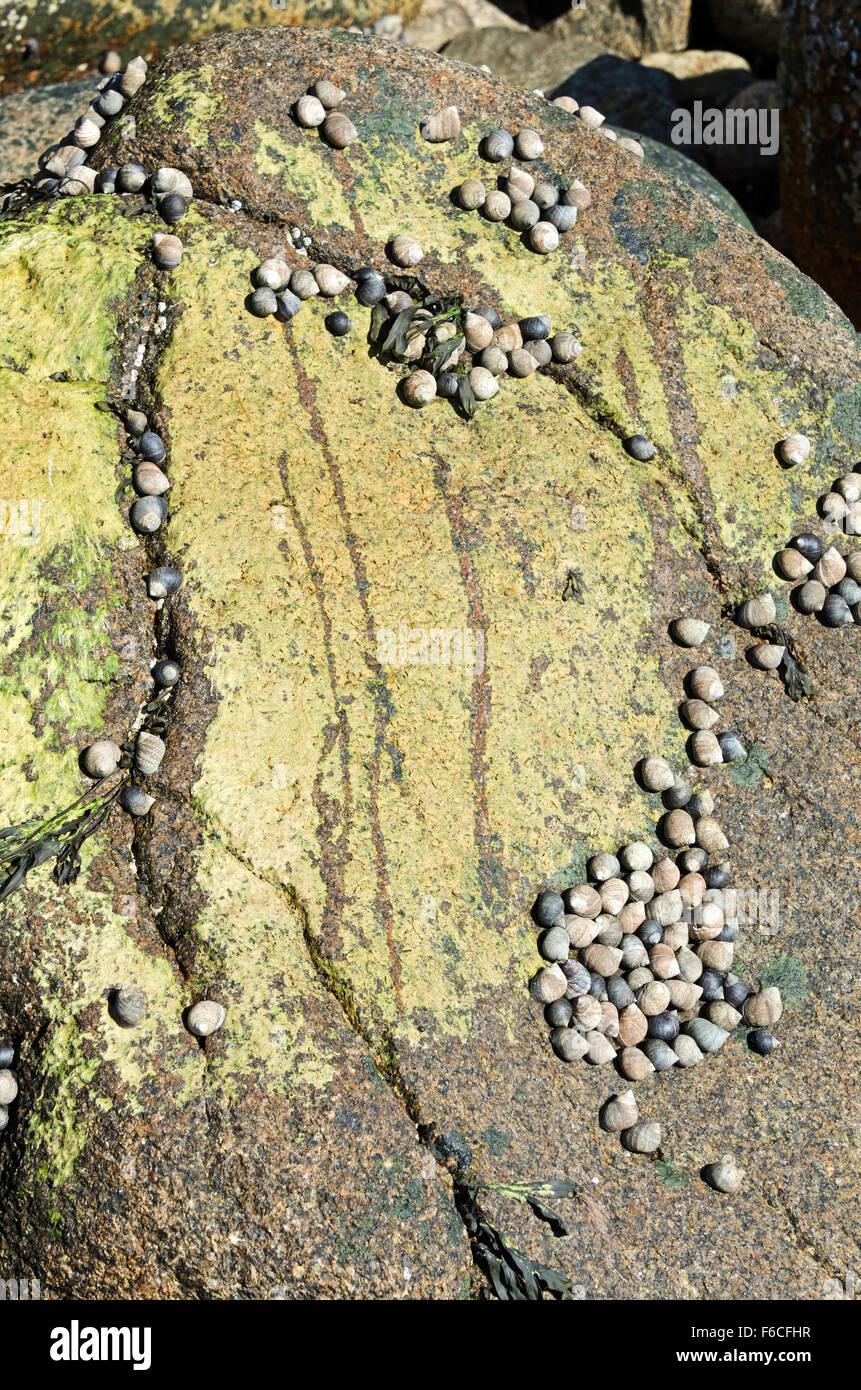 Periwinkle snails (Littorina littorea) feeding on marine algae (prob. Ulothrix laetevirens), Acadia National Park, Maine Stock Photo