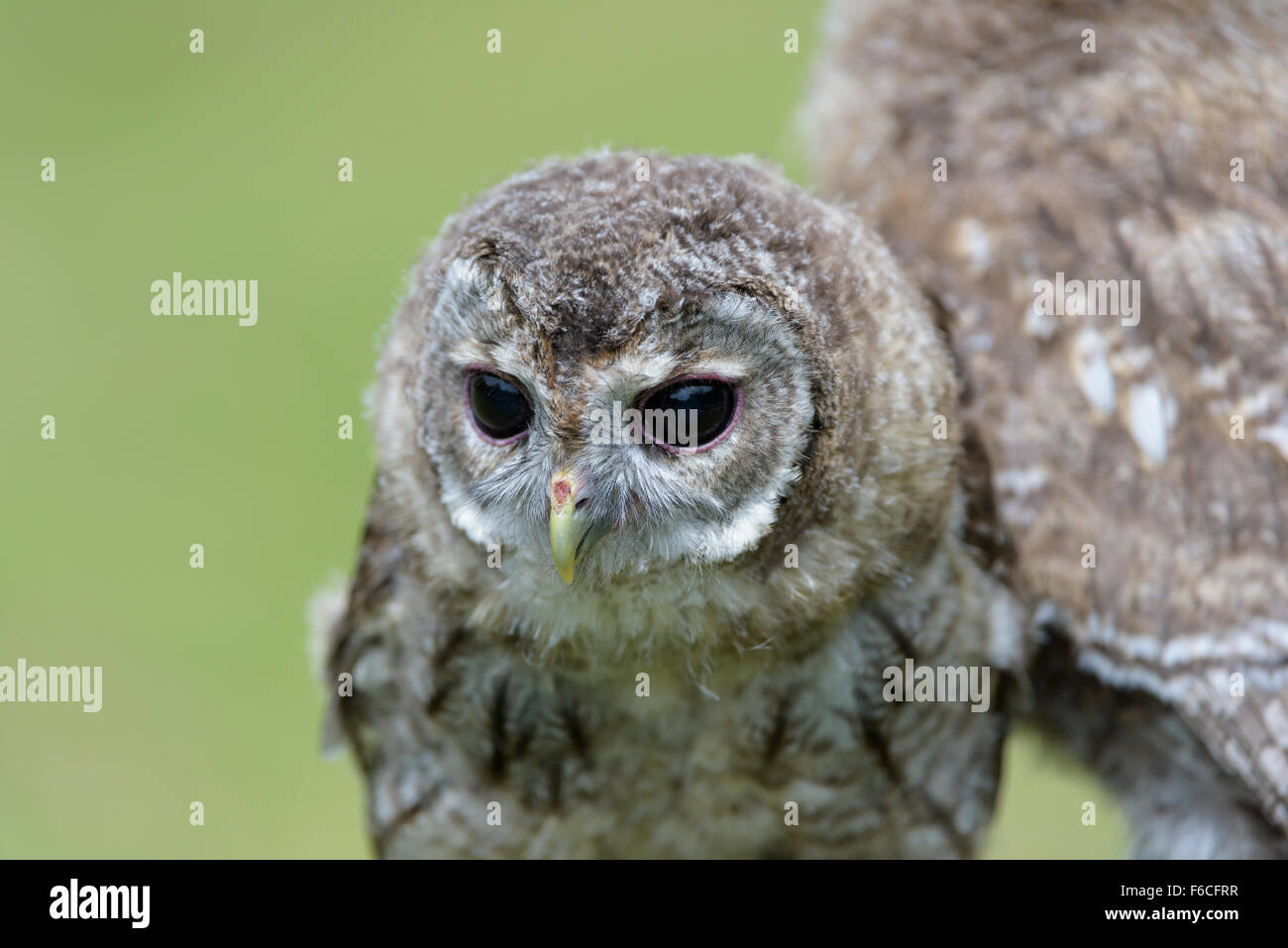 Junger Waldkauz, Strix aluco, Young Tawny Owl Stock Photo
