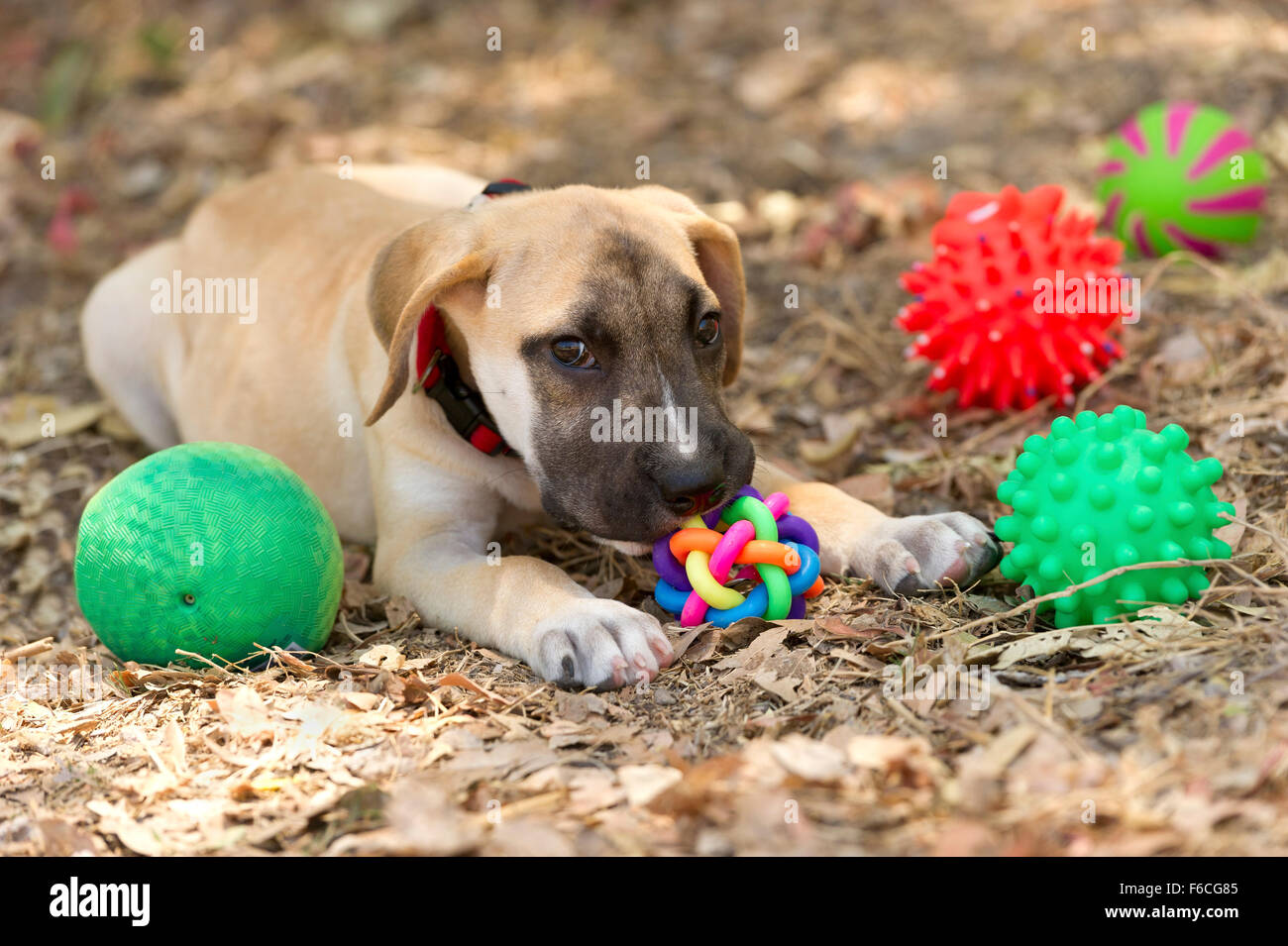 Dog toys is a cute puppy dog playing with his toys nuzzling his most ...
