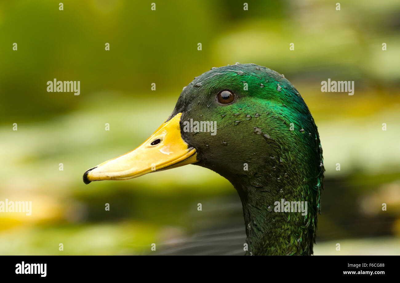 Mallard duck is a closeup head shot of a beautiful Mallard duck with shining drops of water clinging to its face. Stock Photo