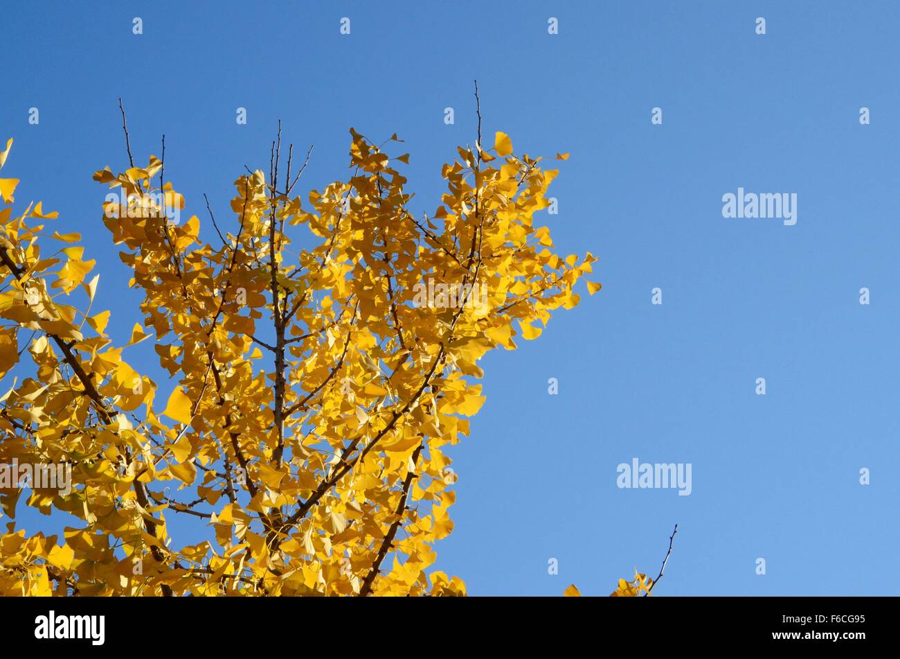 yellow gold fall autumn leaves on tree brooklyn new york Stock Photo ...