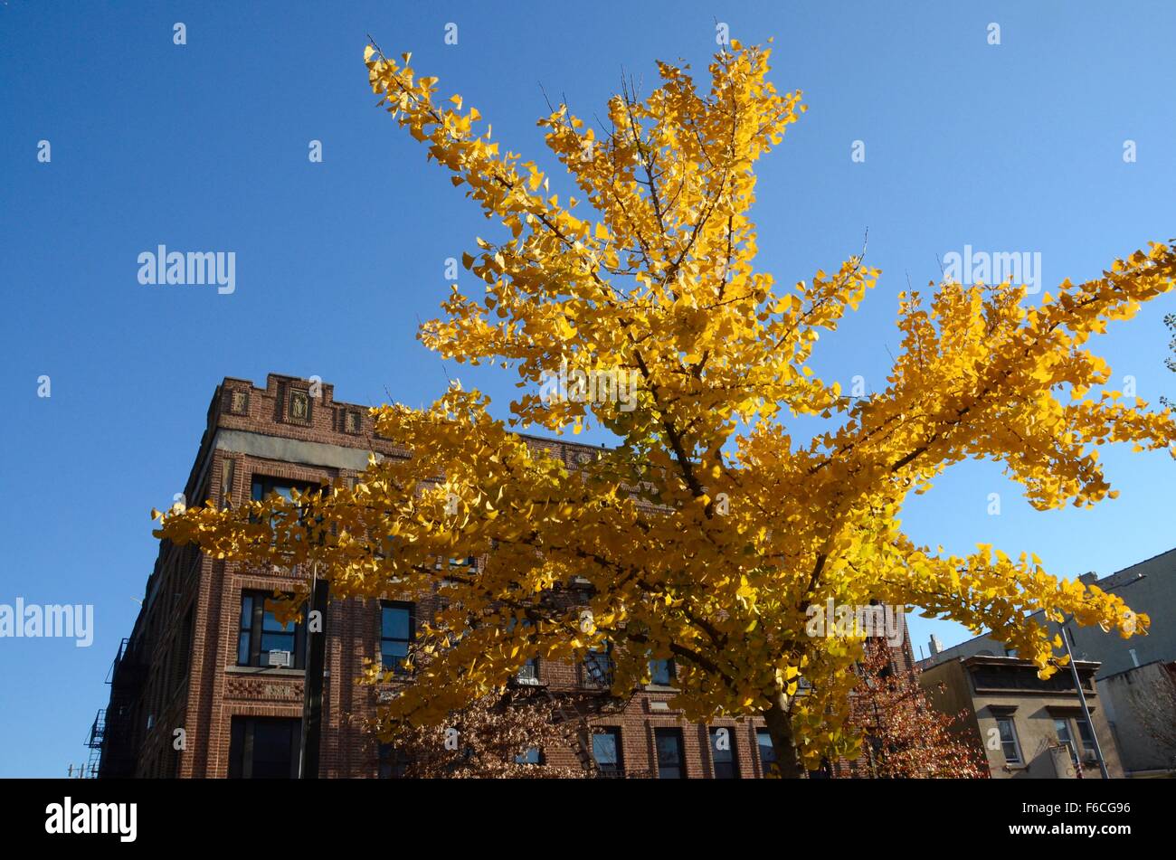 yellow gold fall autumn leaves on tree brooklyn new york Stock Photo ...
