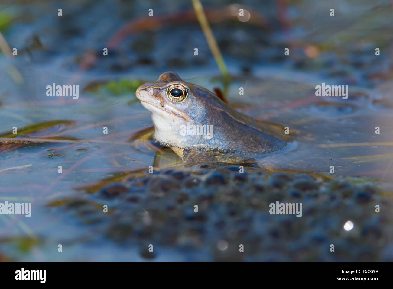 Maennlicher Moorfrosch, Rana arvalis, Male Moor Frogs Stock Photo