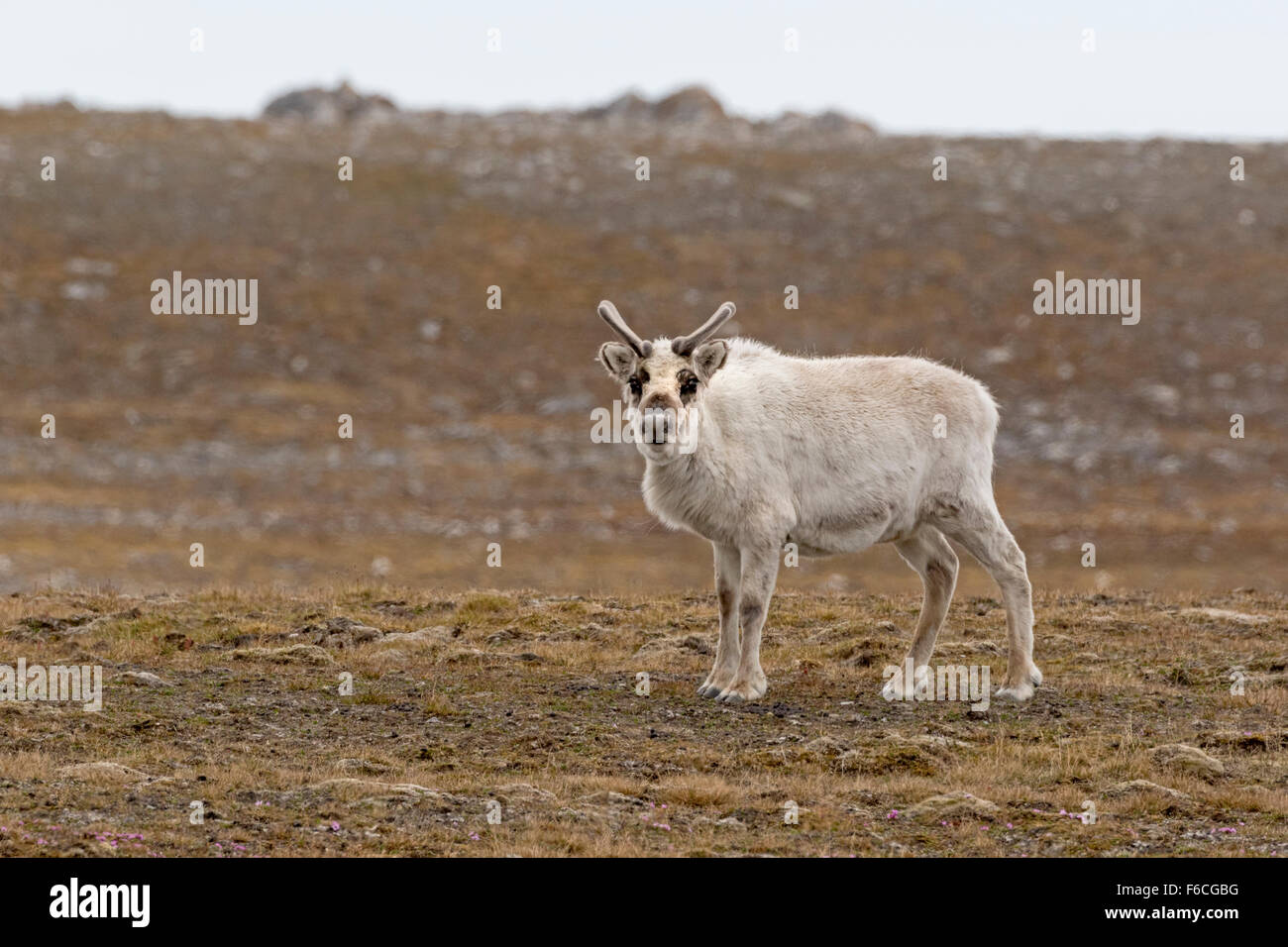 Svalbard Reindeer, Spitsbergen Island, Svalbard, Norway, Europe ...