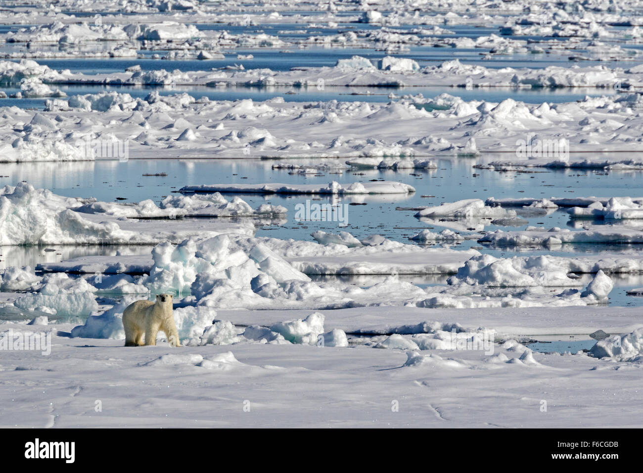 Polar Bear on pack ice, Spitsbergen, Norway / EuropeUrsus maritimus Stock Photo