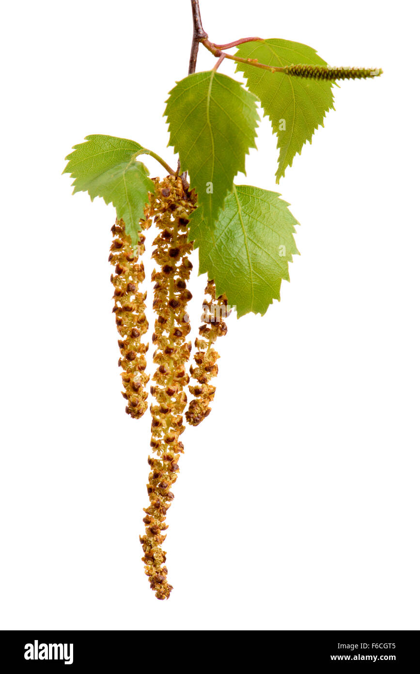 blooming birch tree and isolated over white background Stock Photo