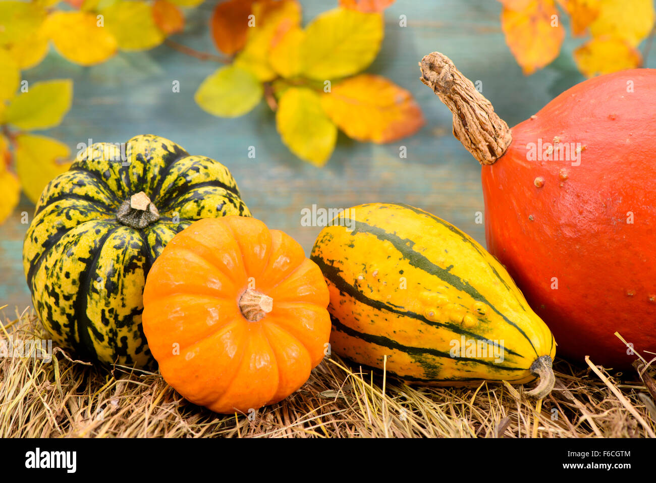 pumpkin fruits at thanksgiving Stock Photo Alamy