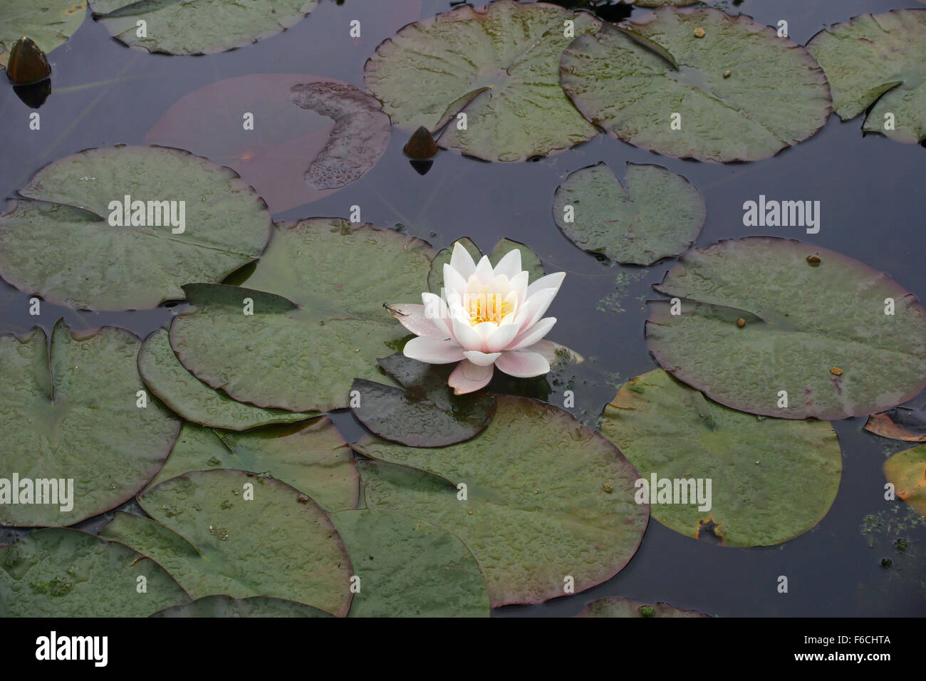 White water lily flower Stock Photo Alamy