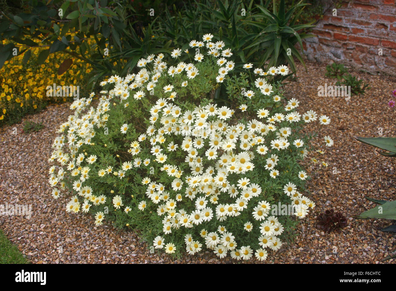 Yellow daisy flowers Stock Photo - Alamy