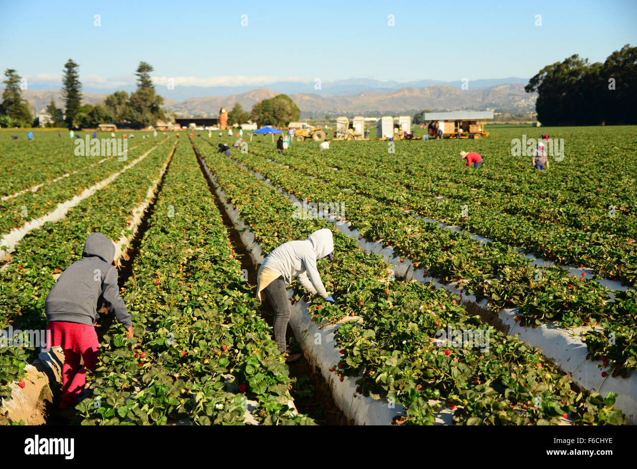 Seasonal Farm Work High Resolution Stock Photography And Images Alamy