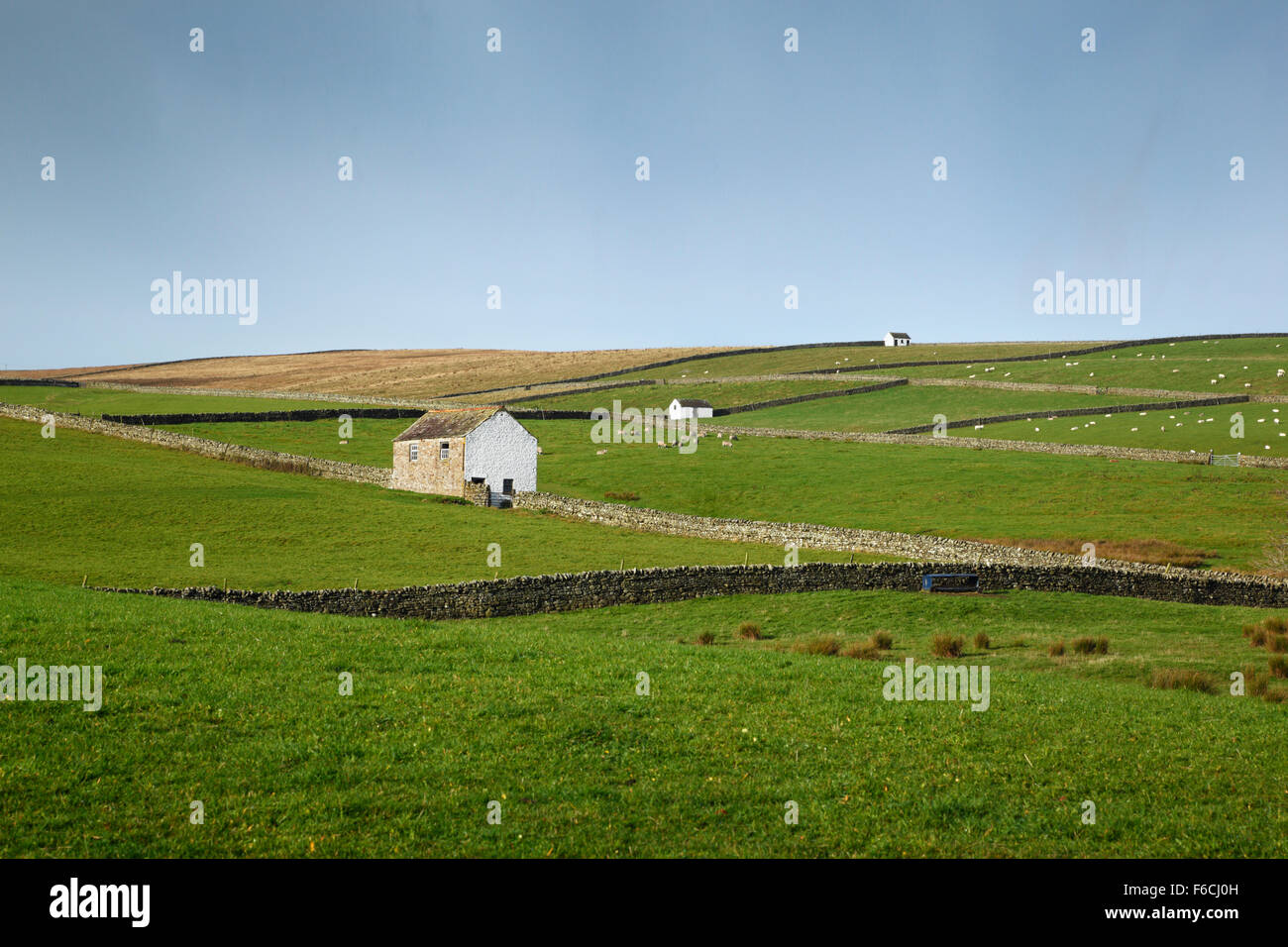 Barns and dry stone walls in Teesdale, Near Newbiggin. County Durham. England. UK. White washed barns are a distinctive feature Stock Photo
