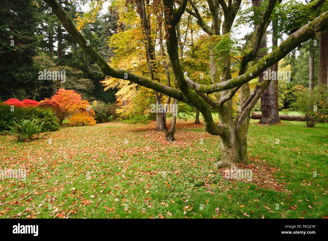 The Acer Glade at Westonbirt Arboretum. Gloucestershire. England. UK. Stock Photo