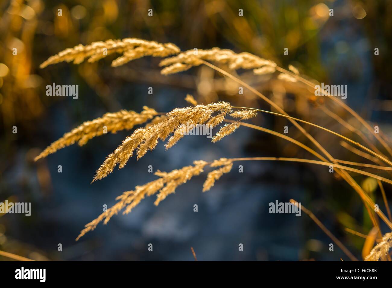 Lack Reeds Reeds on lake shore hi-res stock photography and images - Alamy