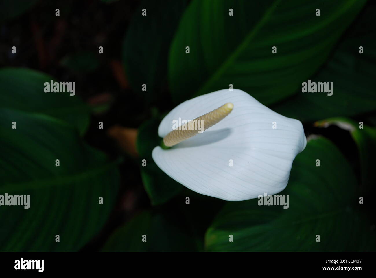White Peace lily in Singapore Botanic gardens. Stock Photo