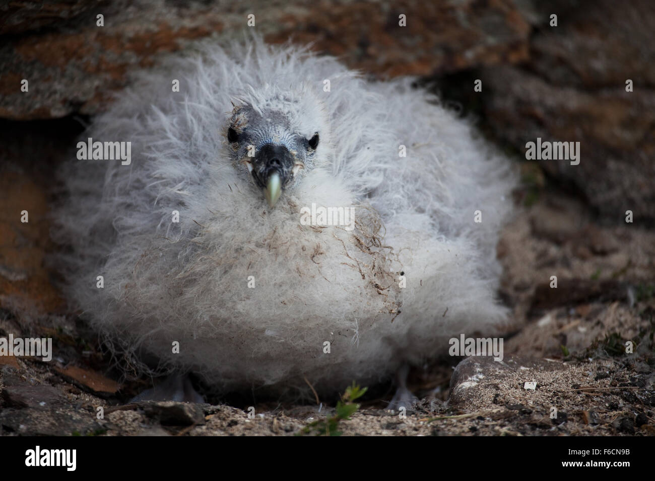 Northern Fulmar, Fulmarus glacialis young chick Stock Photo