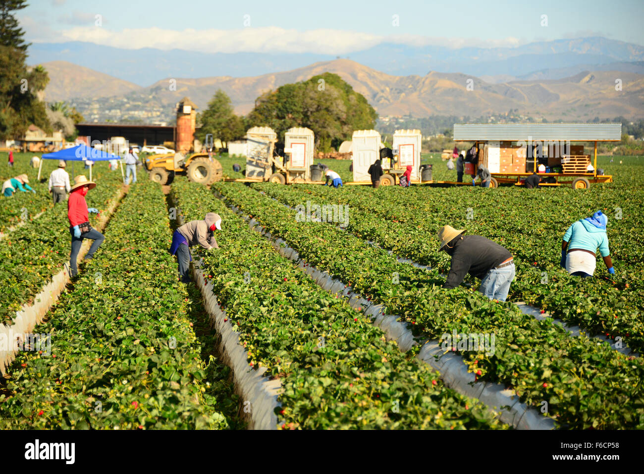 California Farm Harvest High Resolution Stock Photography and Images
