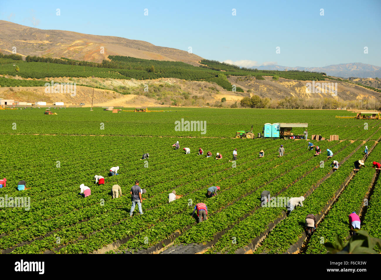 Picking Fruit Farm Workers High Resolution Stock Photography and Images