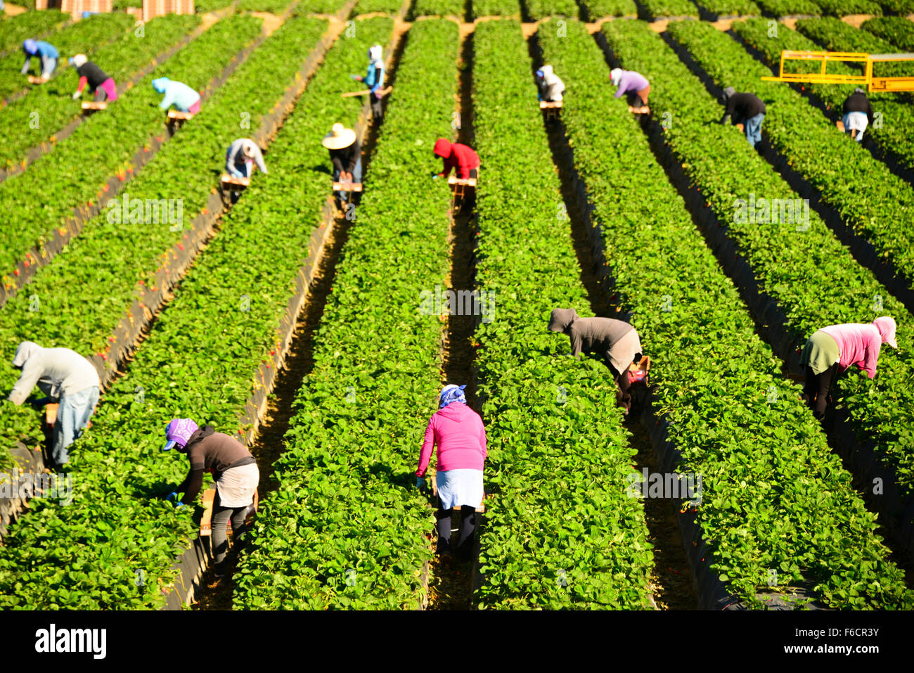 Mexican Farm Workers Stock Photos & Mexican Farm Workers Stock Images