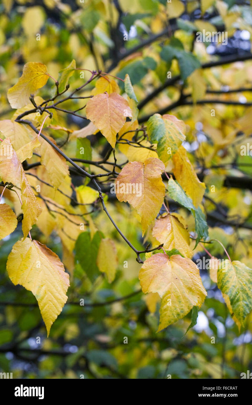 Acer x conspicuum 'Silver Vein' tree in Autumn. Stock Photo