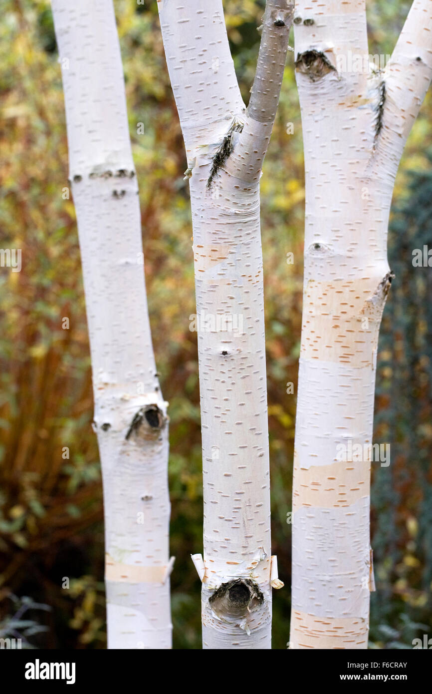 Betula utilis var. Jacquemontii bark pattern. Western Himalayan birch. Stock Photo