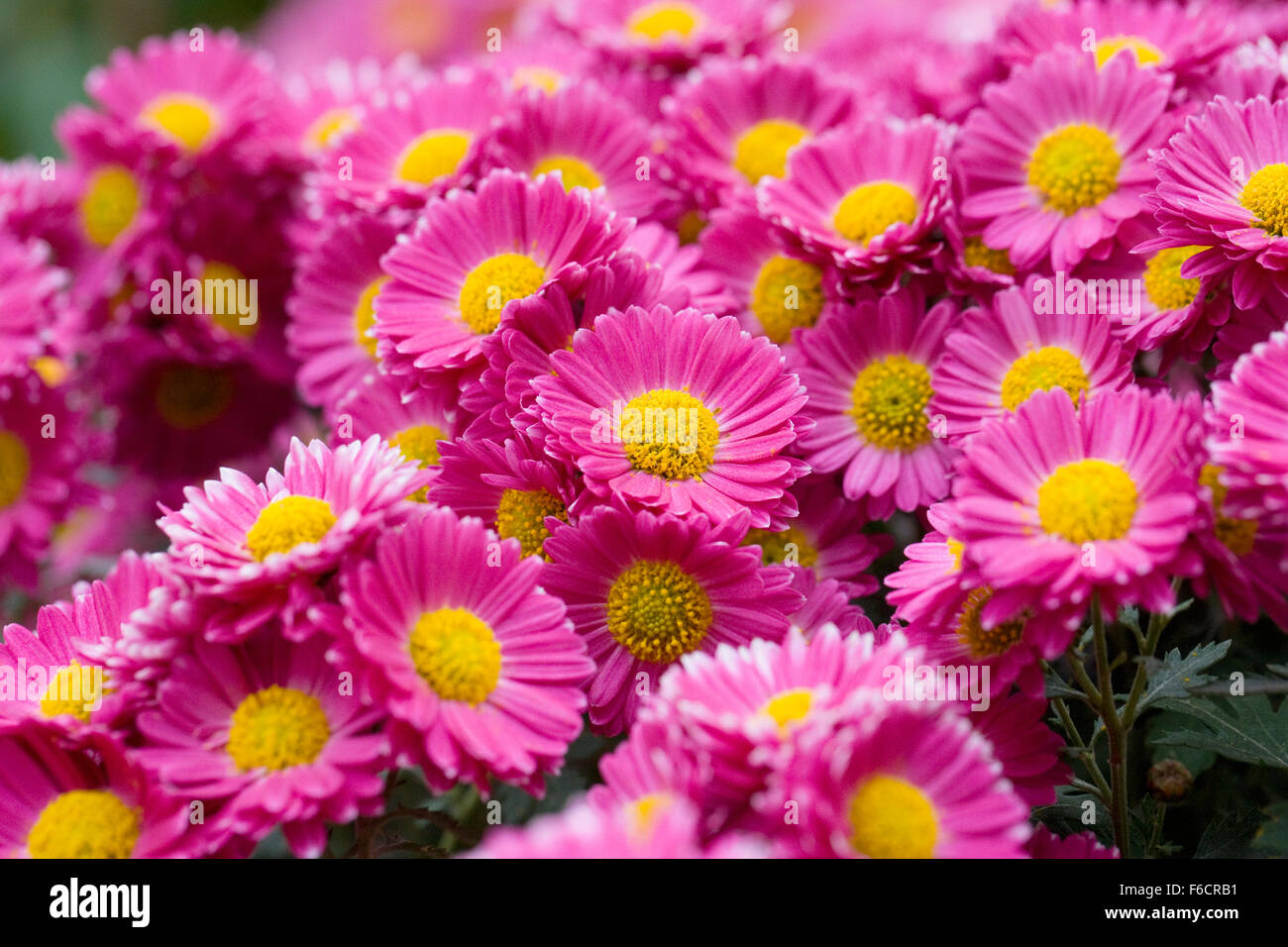 Chrysanthemum 'Gladys' flowers. Stock Photo