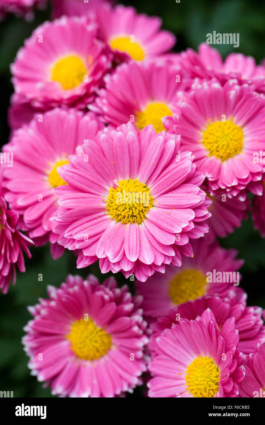 Chrysanthemum 'Gladys' flowers. Stock Photo