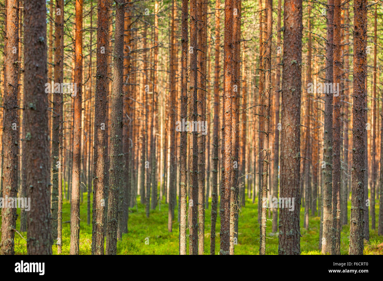 Pinewood forest. Trunks background. Stock Photo