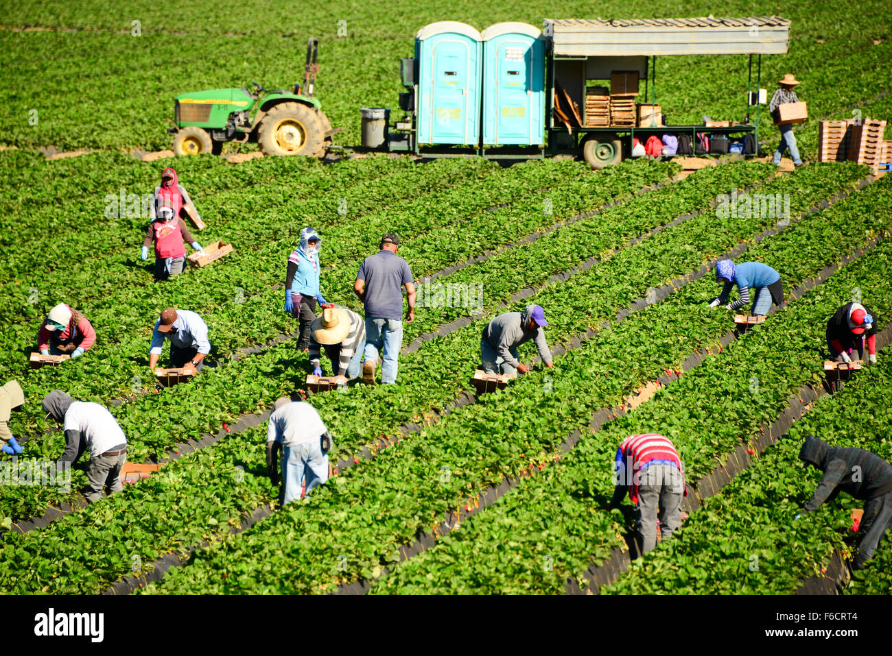 Central California Usa Strawberries High Resolution Stock Photography