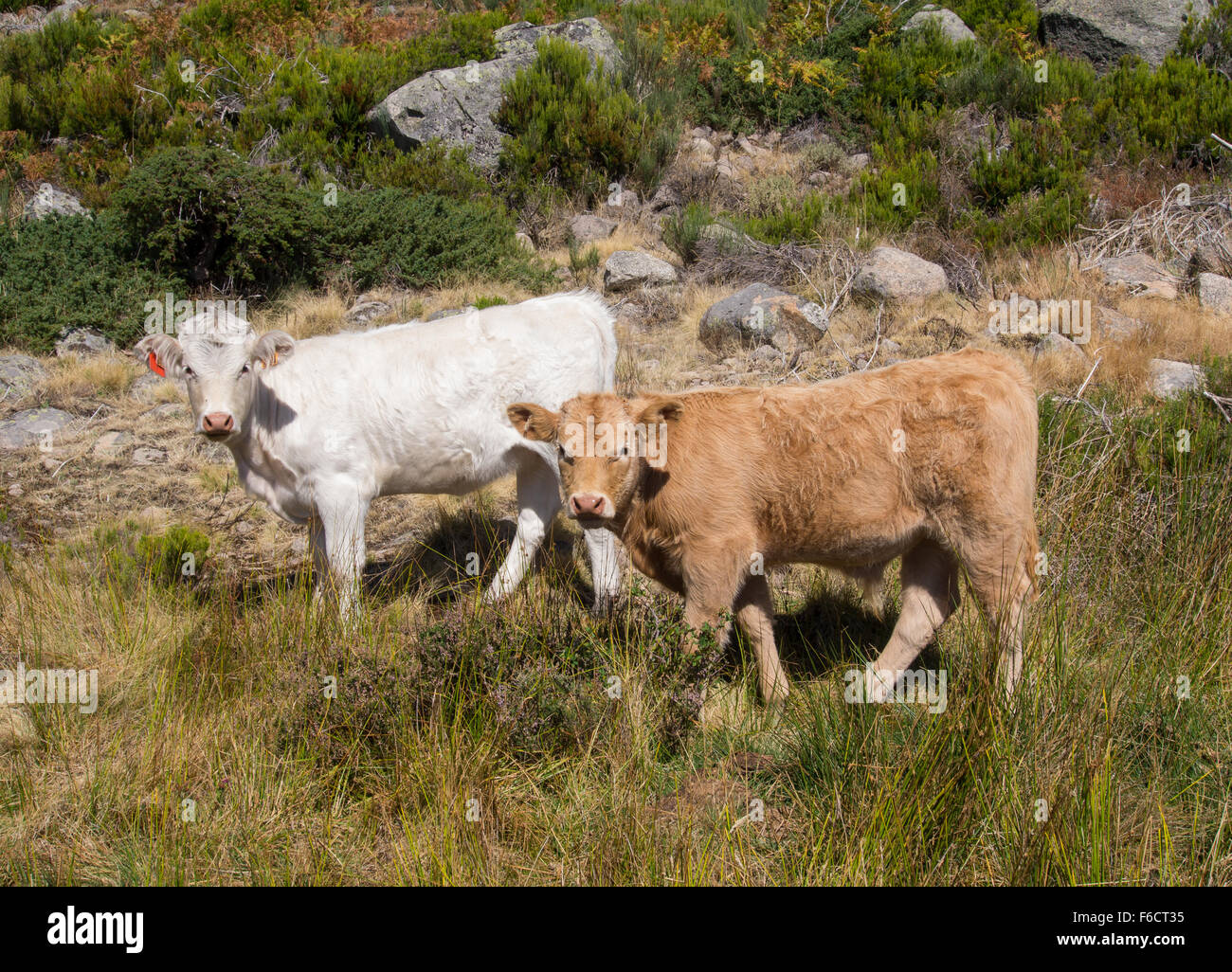 Two calves of a cow on a mountain pasture Stock Photo - Alamy