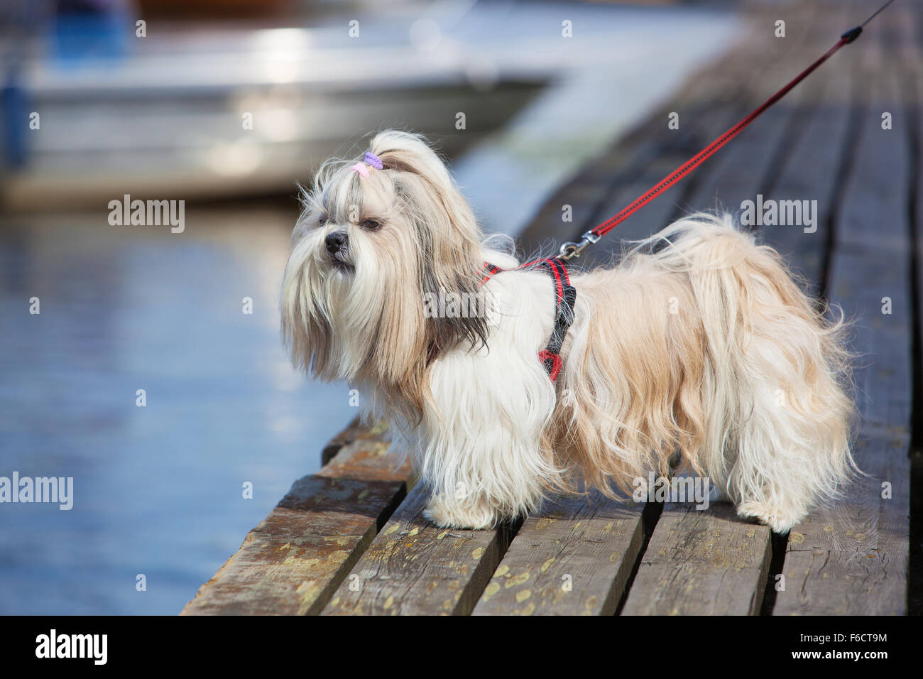 Shih-tzu dog standing on wooden bridge and looking on water. Stock Photo