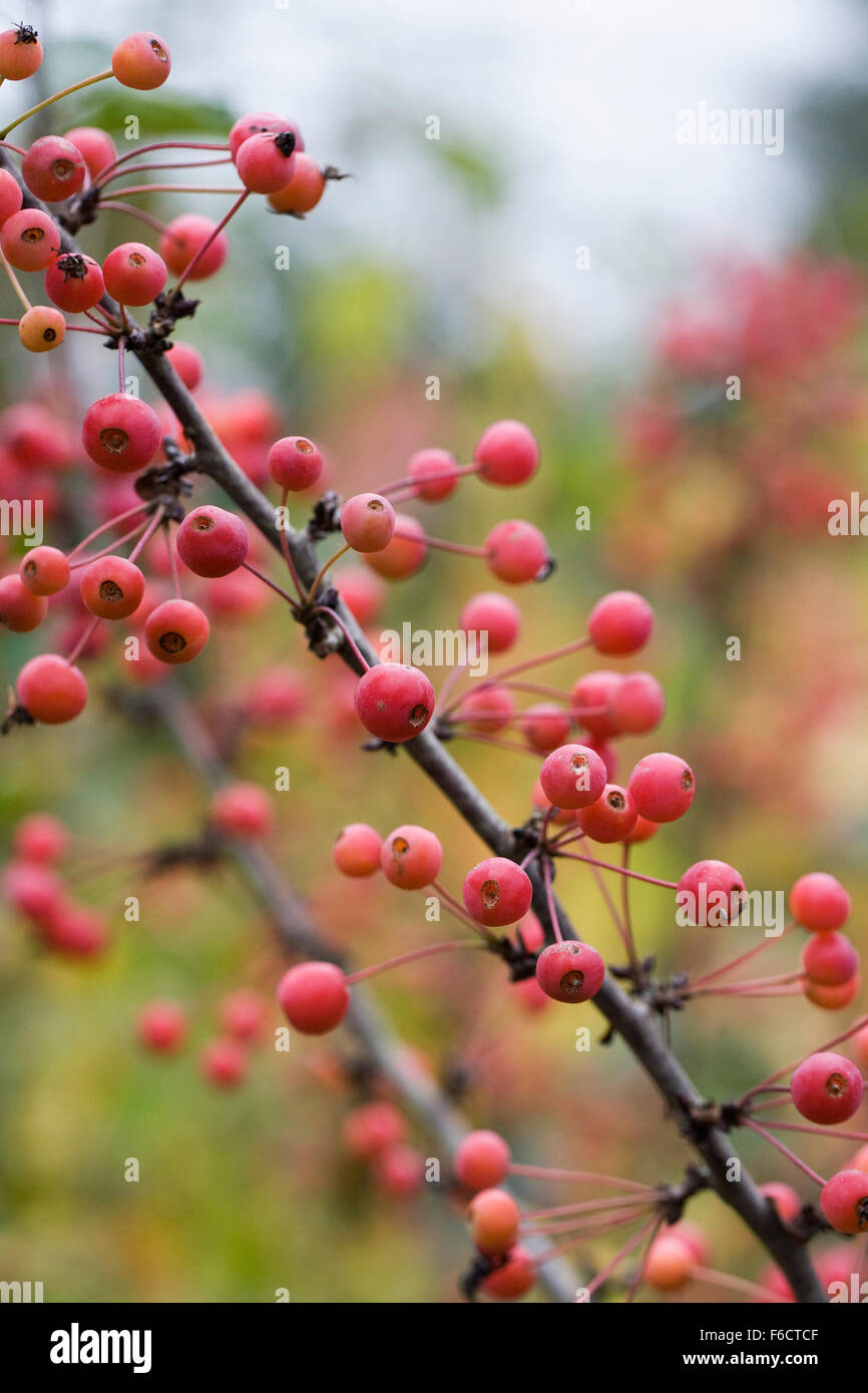 Malus 'Adirondack. Crab apple tree in Autumn. Stock Photo
