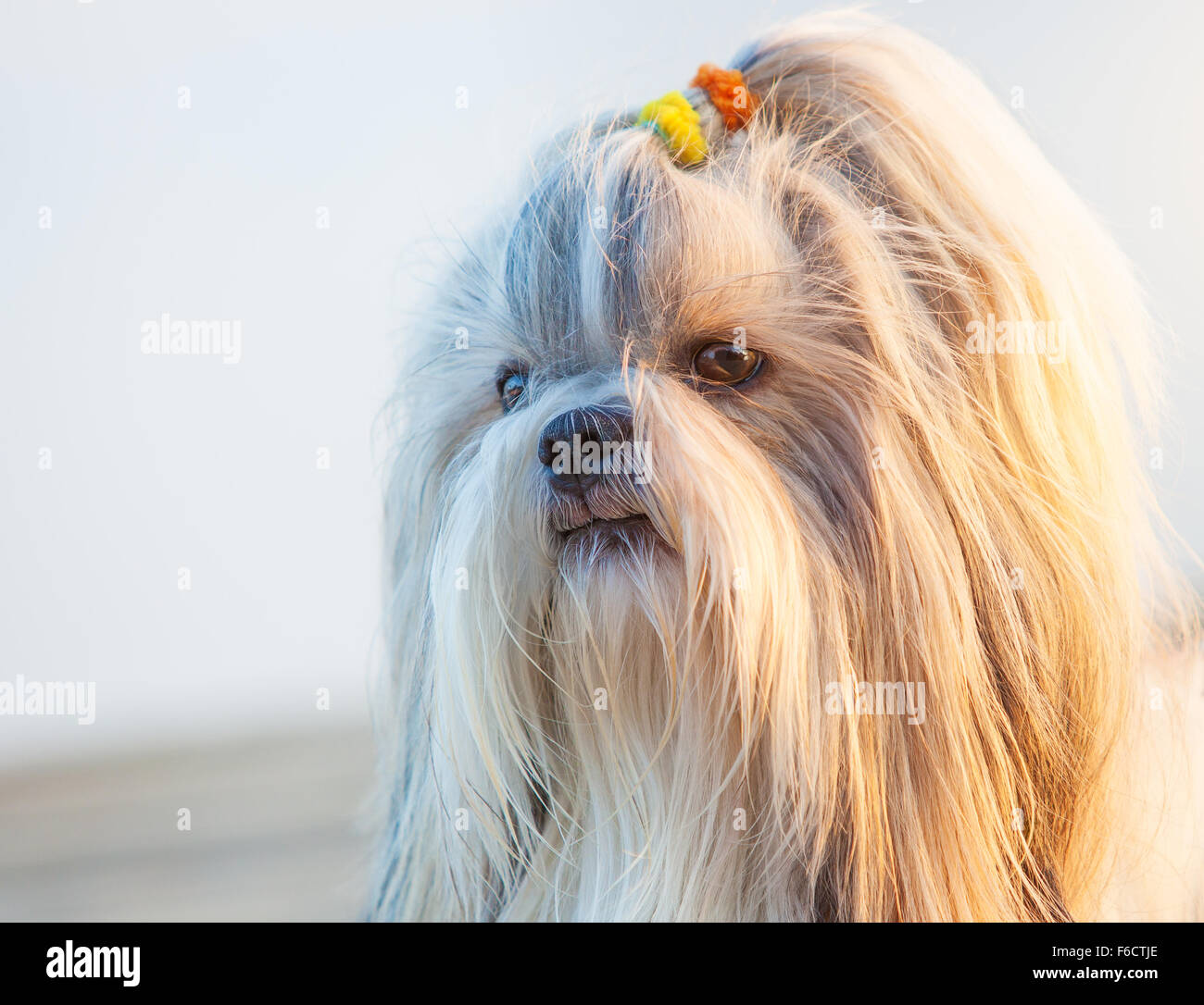 Shih-tzu dog close-up outdoors portrait Stock Photo - Alamy