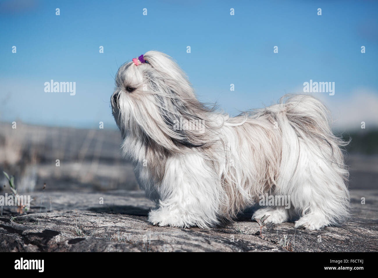 Shih tzu on white hi-res stock photography - Page - Alamy