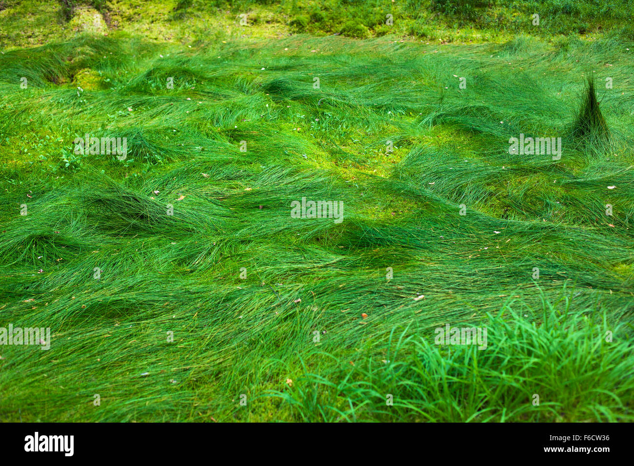 Wild grass in forest. Vibrant green colors. Stock Photo