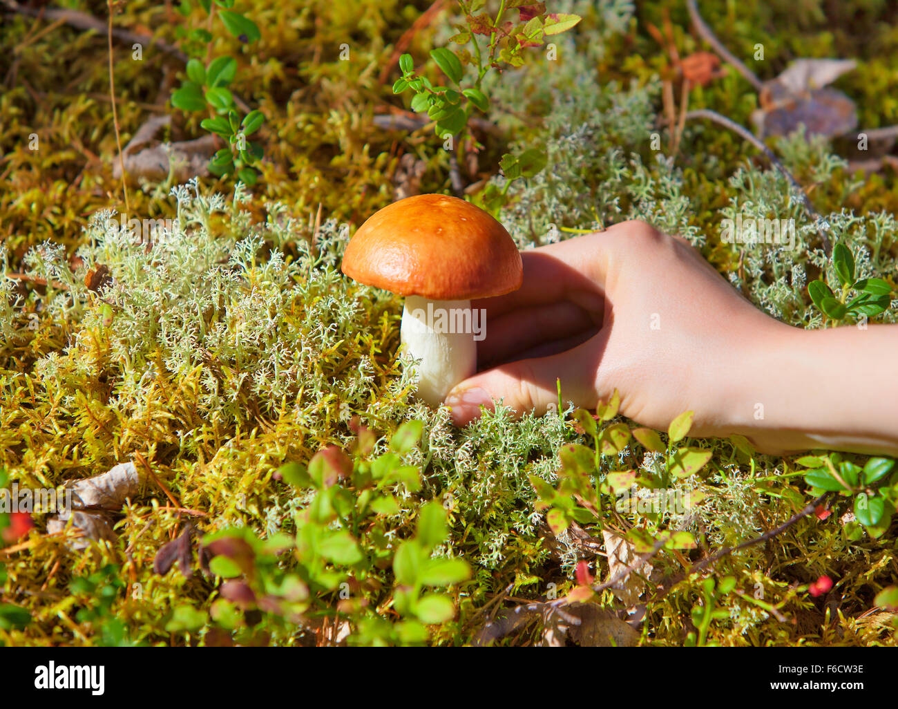 Young woman picking mushroom in grass in forest close-up view. Stock Photo