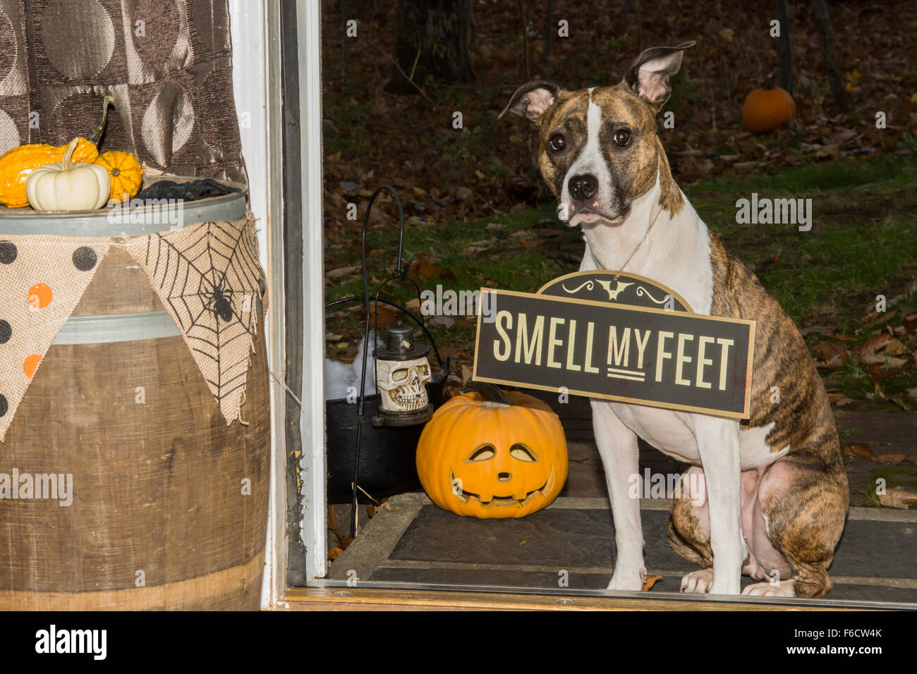 Trick or Treat...Smell my Feet Stock Photo