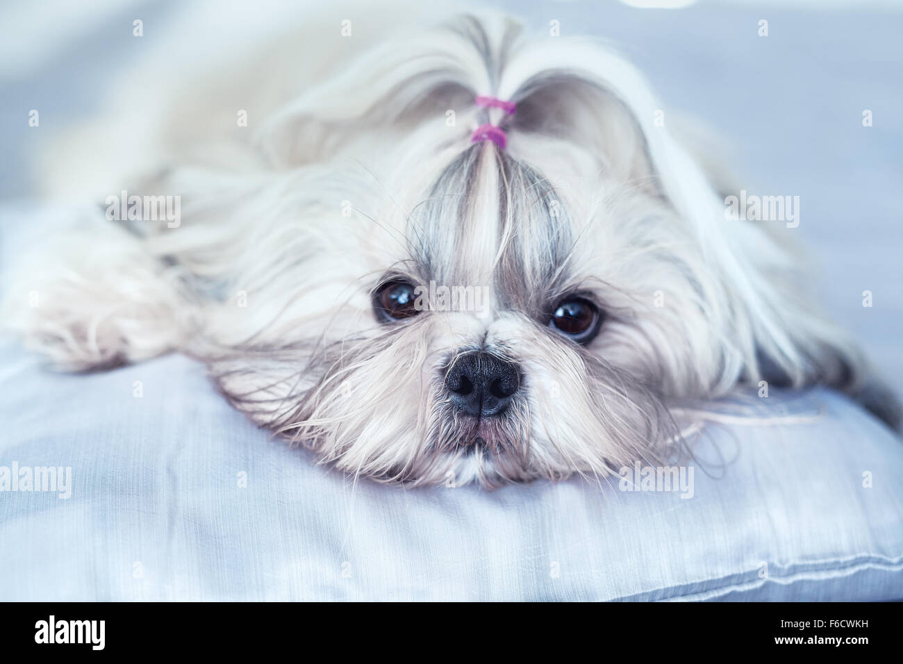 Shih tzu dog lying on bed. Bright white colors Stock Photo Alamy