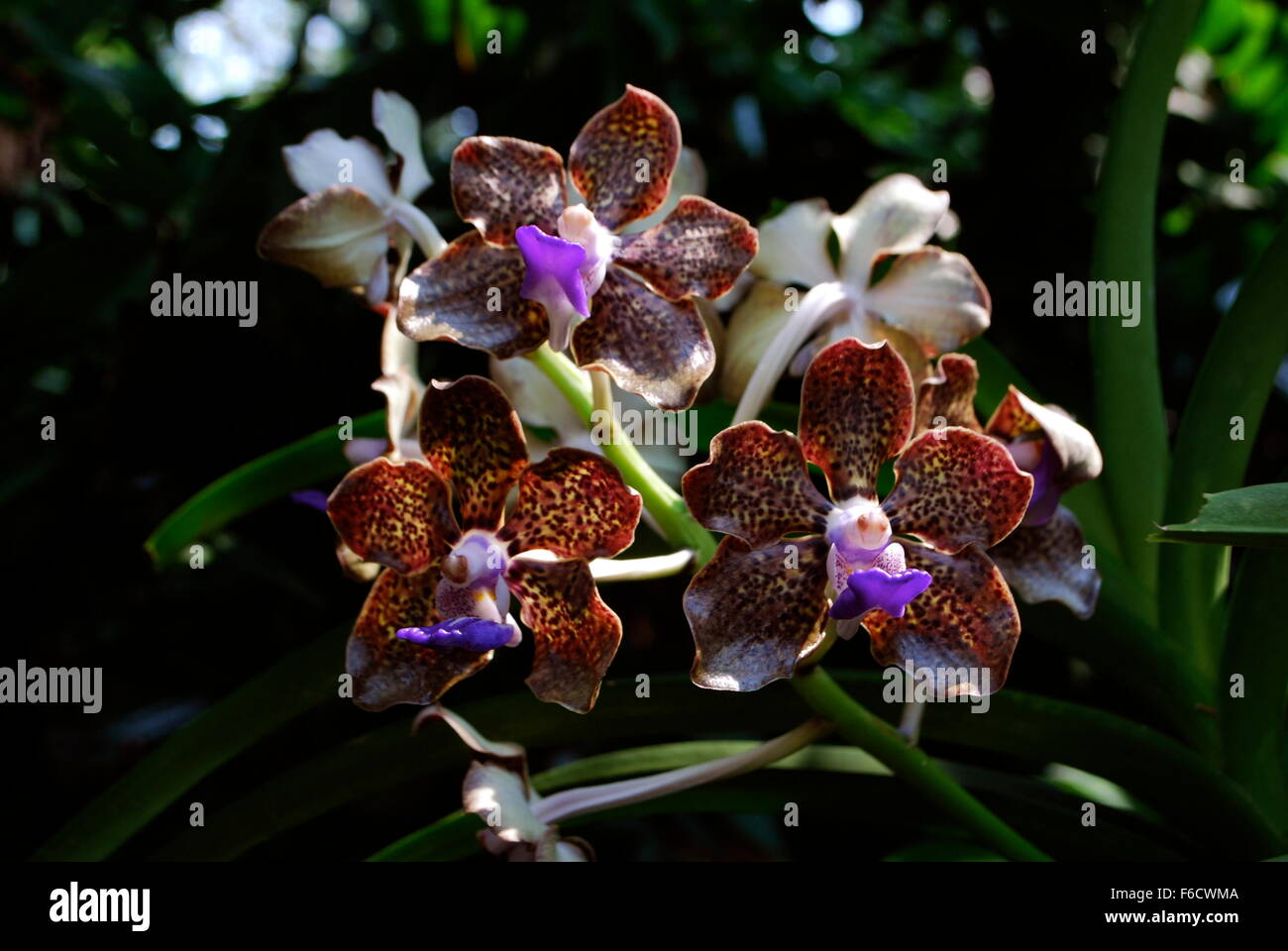 Exotic spotted orchids in Singapore National Orchid Garden Stock Photo