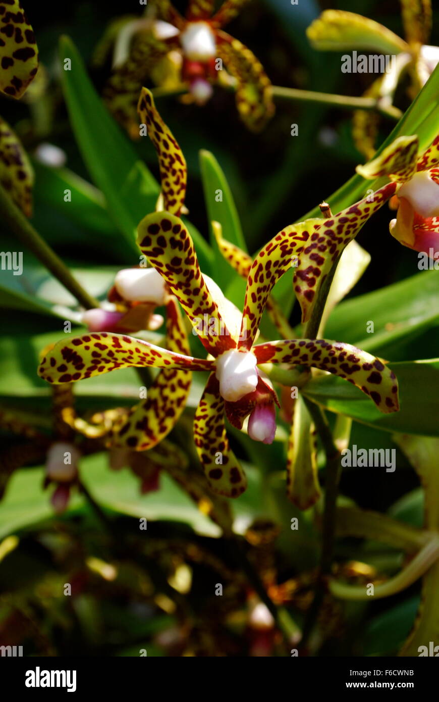 Delicate yellow and brown-spotted Oncidium orchid Stock Photo