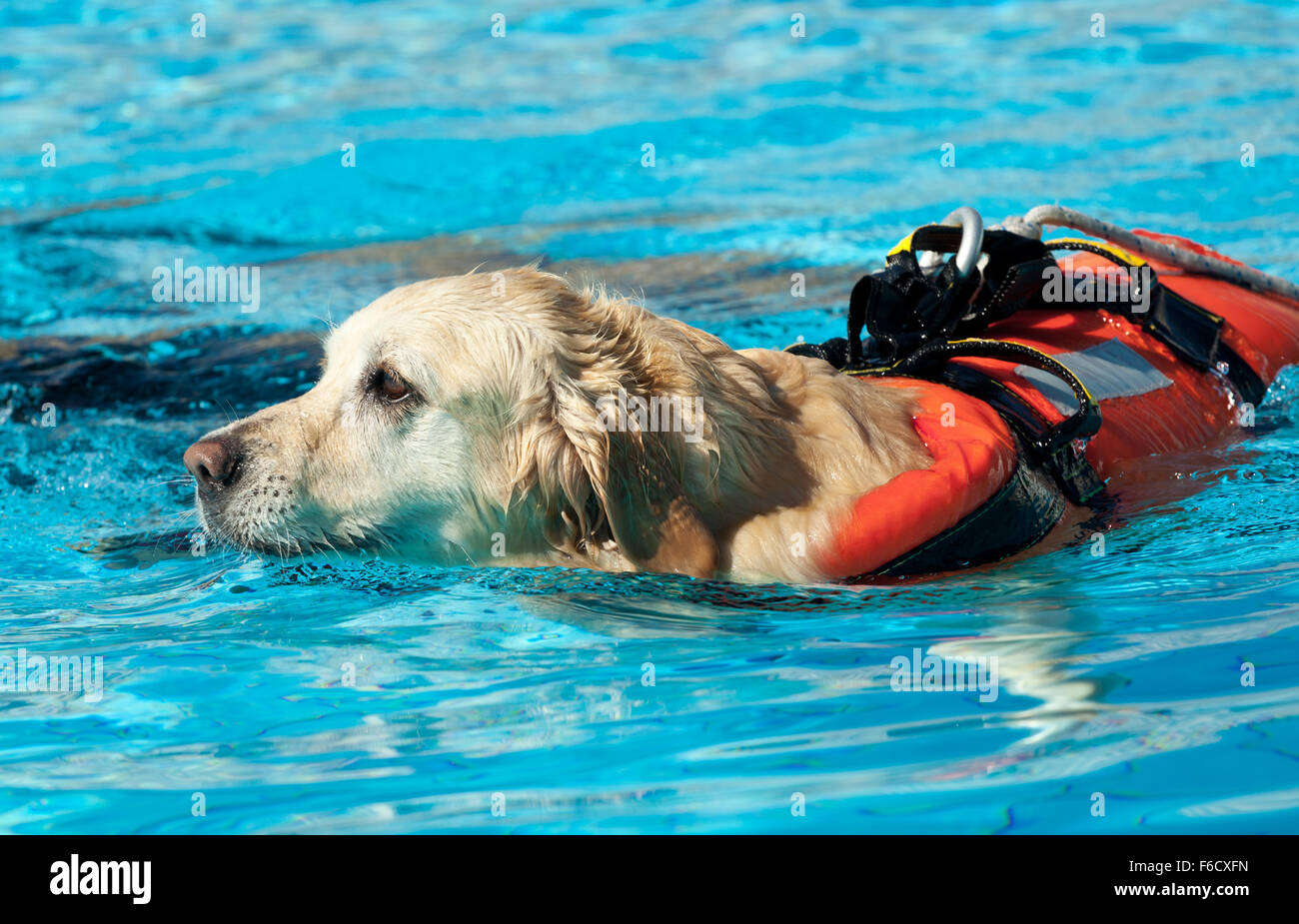 Lifeguard dog, rescue demonstration with the dogs in the pool. Stock Photo