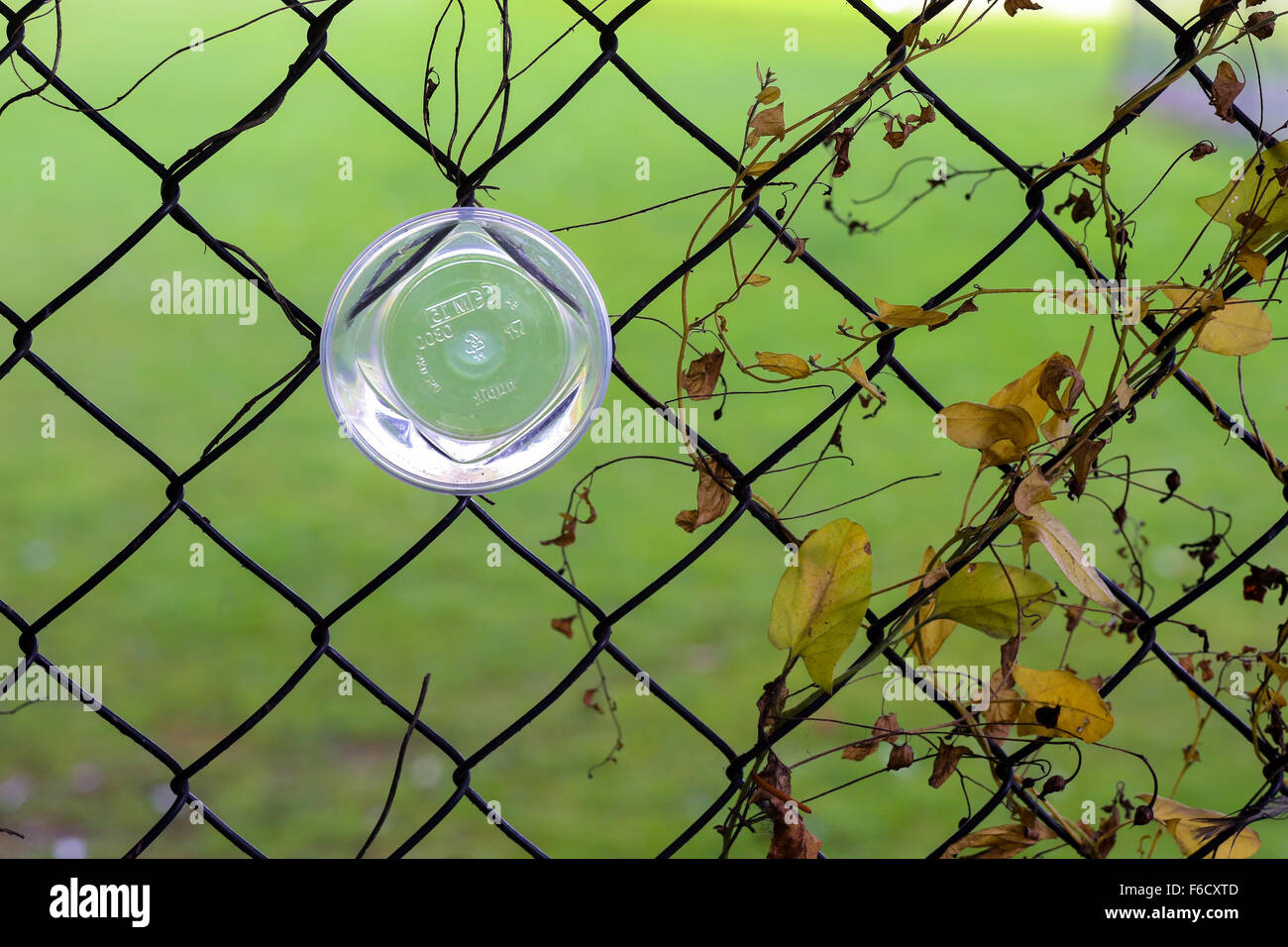 Plastic cups stuck in a chain link fence green grass background Stock Photo